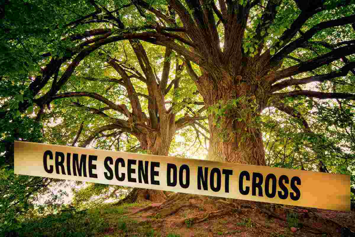 Trovato un corpo nel tronco di un albero