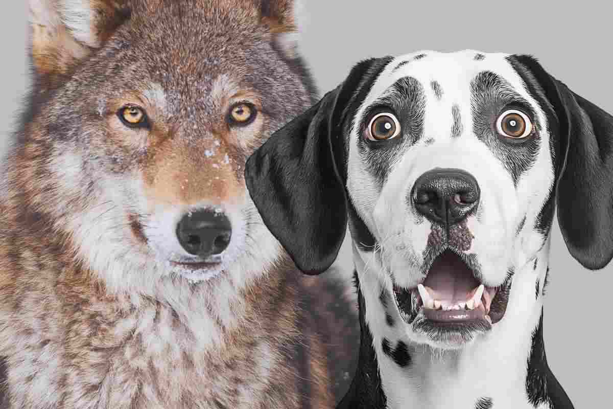 L'animale che vedi per primo in questa immagine svela chi sei veramente, i dettagli